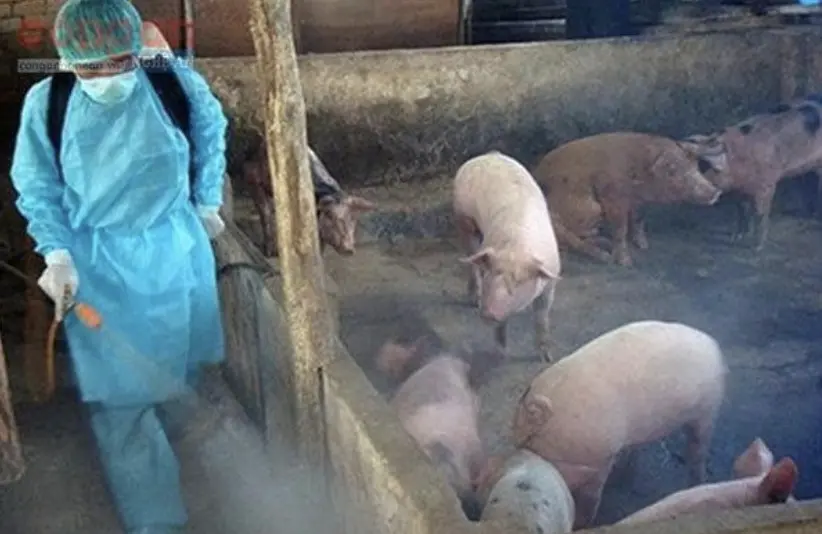 ▲越南獸醫穿戴完整防護衣在豬舍內進行消毒作業，以遏止非洲豬瘟疫情蔓延。（圖／翻攝自越南網）