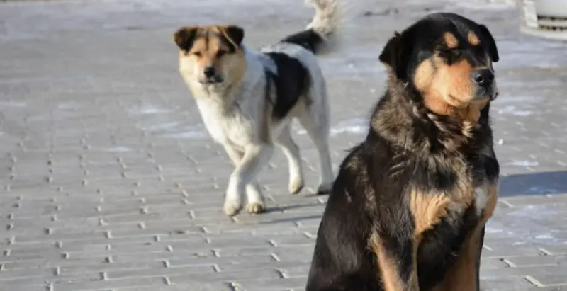 ▲孩童疑遭野狗攻擊身亡案件，引發社會對流浪犬隻問題的警覺。（示意圖／翻攝自unsplash）