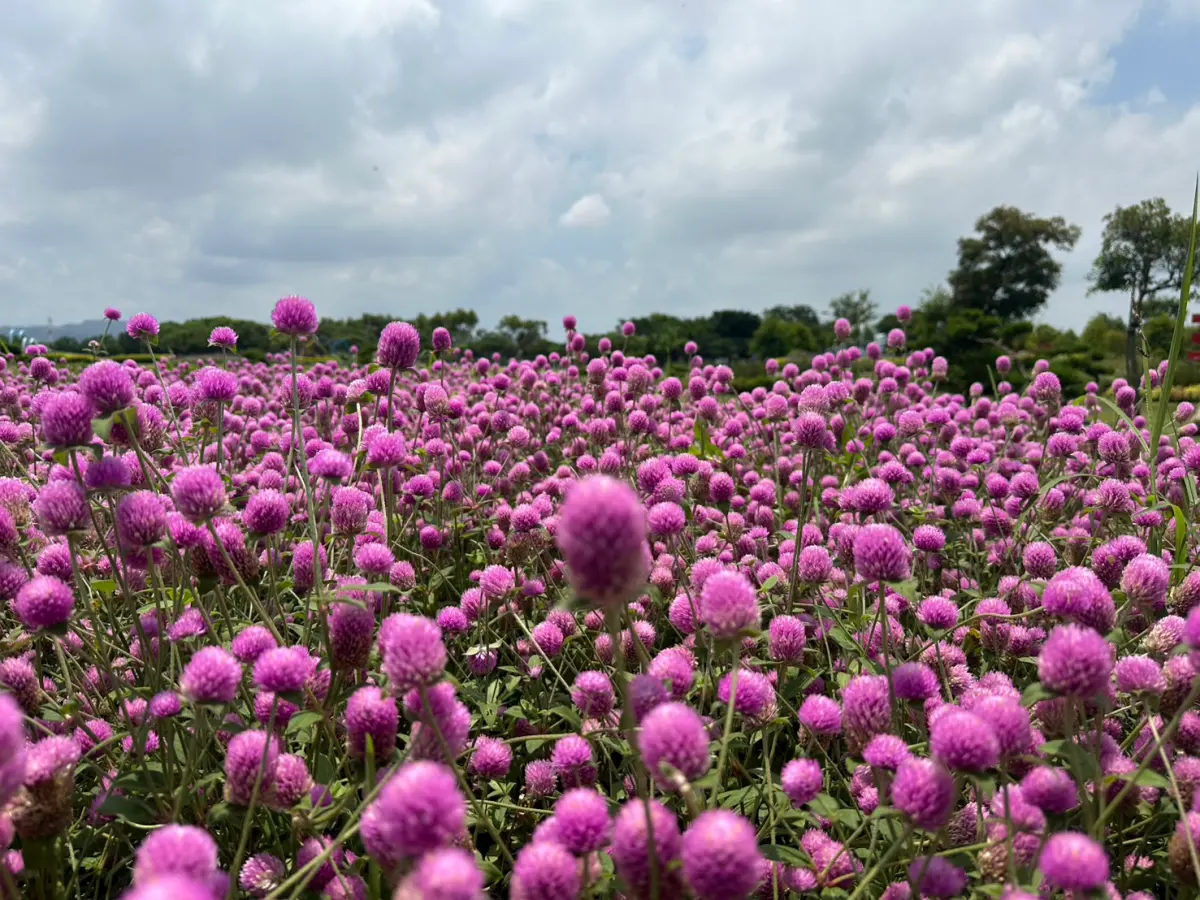 ▲中市府建設局特別規劃約30平方公尺的主題花區，種植多達1000株千日紅(圖／建設局提供2025.7.24)