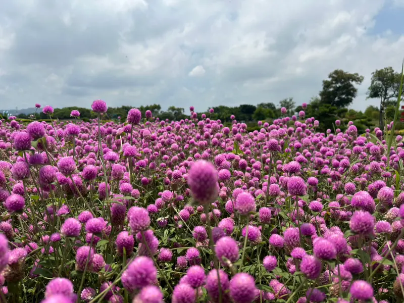 ▲中市府建設局特別規劃約30平方公尺的主題花區，種植多達1000株千日紅(圖／建設局提供2025.7.24)