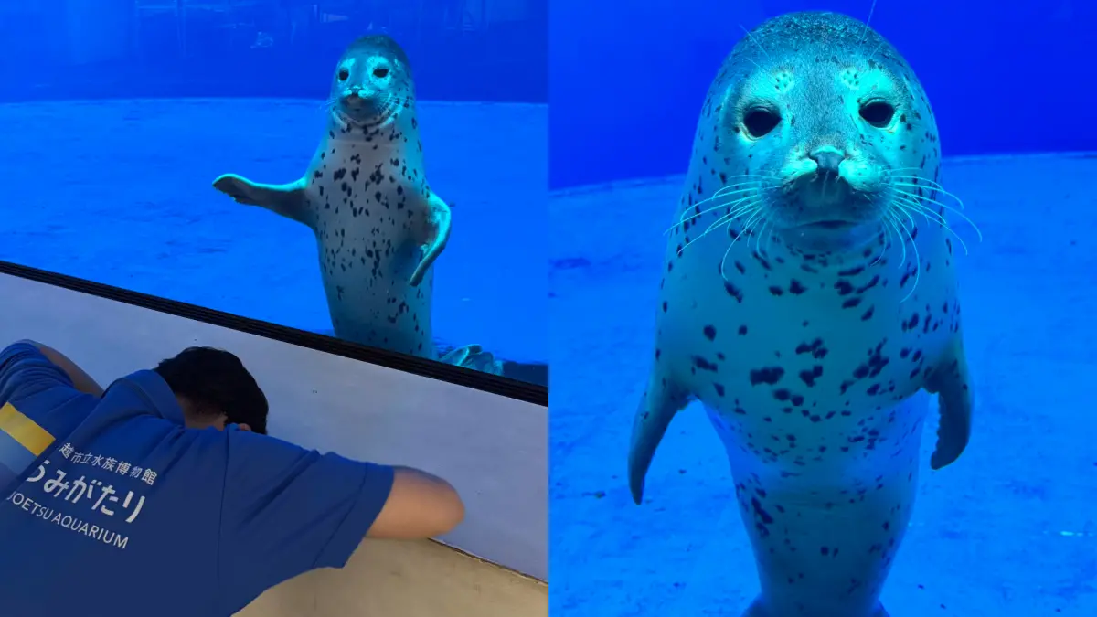 ▲水族館飼育員閉館之後，向海豹公主雙葉下跪道歉！（圖／X@_umigatari_）