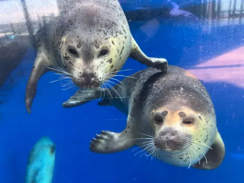 ▲飼育員也公布了如何辨識「雙葉」以及三葉的方法,兩隻海豹主要差在眼睛下面的斑紋,三葉(左)的眼睛下面有著斑點,雙葉葉(右)則是白白一圈。(圖/X@_umigatari_) ▲飼育員也公布了如何辨識「雙葉」以及三葉的方法,兩隻海豹主要差在眼睛下面的斑紋,三葉(左)的眼睛下面有著斑點,雙葉葉(右)則是白白一圈。(圖/X@_umigatari_)