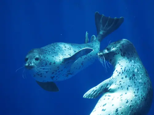 經過這次事件,雙葉與三葉成為紅遍全球的海豹明星。(圖/X@_umigatari_) ▲經過這次事件,雙葉與三葉成為紅遍全球的海豹明星。(圖/X@_umigatari_)