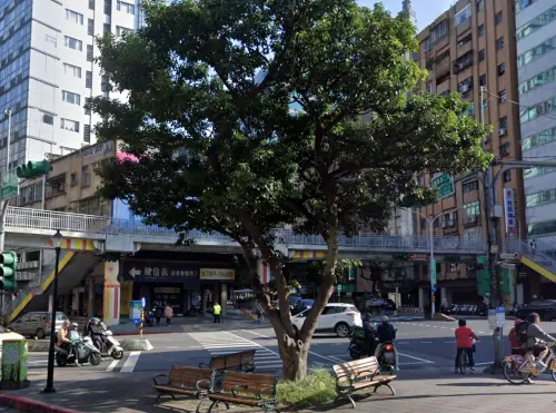 台北新地標「小強大樹」爆紅！眾朝聖刷5星　在地人活40年沒見過
