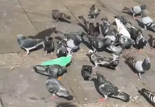 ▲（圖／TikTok@mitchaintviral）