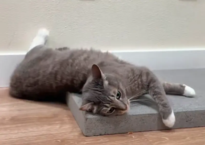 ▲許多飼主發現，自家貓咪每次出門最愛在路邊水泥地上打滾，乾脆買一塊混凝土板回家放，沒想到貓咪立刻愛不釋手。（圖／翻攝自TikTok＠shecatcalls）