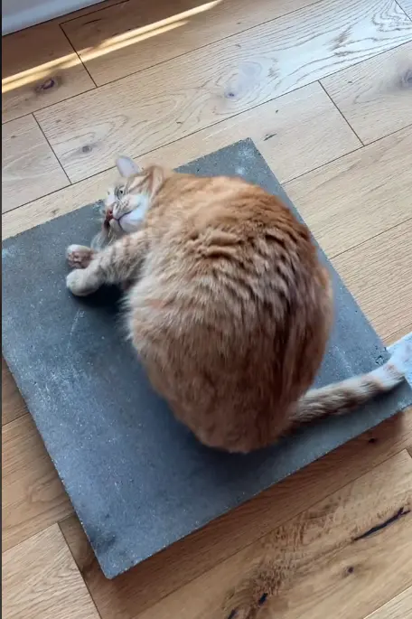 ▲（圖／翻攝自TikTok＠abrameng）