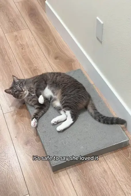 ▲（圖／翻攝自TikTok＠shecatcalls）