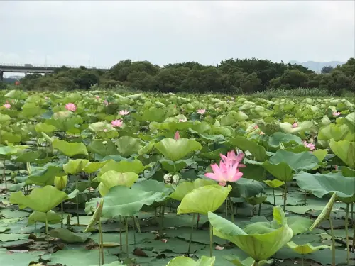 ▲位於新北樹林的「山佳荷花池」隱身在大漢溪沿岸河濱公園，近年來其憑藉夏日荷花美景廣受許多遊客喜愛。（圖／新北市政府高灘地工程管理處）