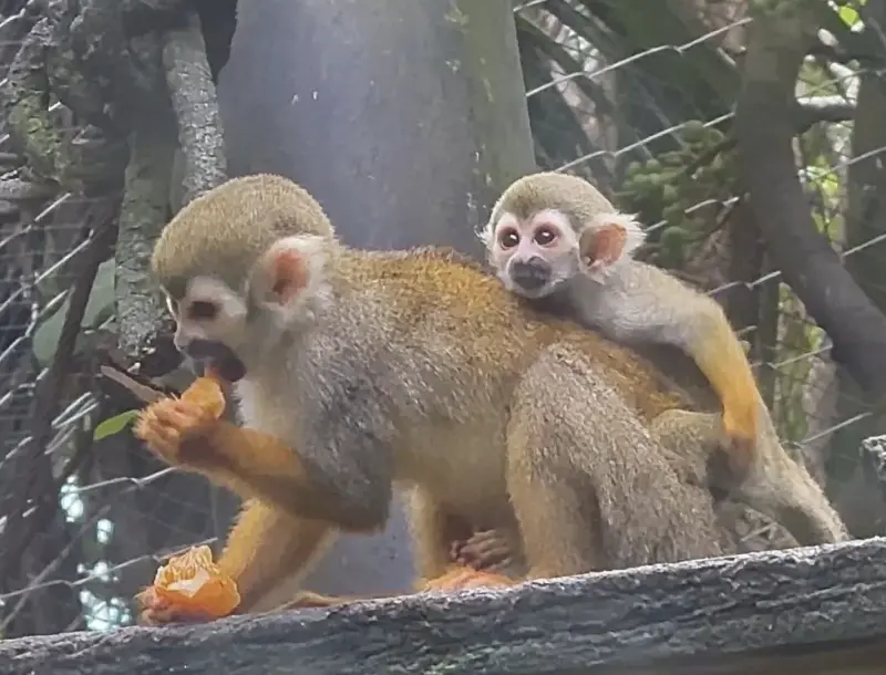 ▲泰國春武里府考艾開放動物園的松鼠猴家族新添5名寶寶。（圖／翻攝自考艾開放動物園臉書）