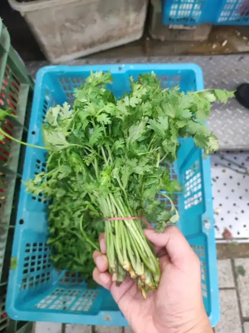 ▲新莊公有市場菜販老闆廖炯程分享，香菜從一斤約80元，漲到每公斤1000元。（圖／廖炯程提供）