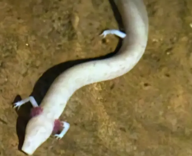 ▲住在歐洲地底水道裡的神祕生物「洞螈」（Olm），實踐了現代人最崇拜的佛系生存哲學。（示意圖／@SciShowKids）