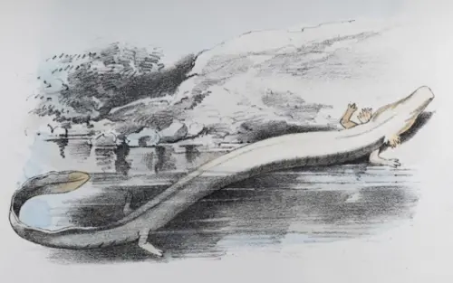 ▲「洞螈」在好幾百年前就被歐洲人發現,一度被視為巨龍後代。(示意圖/@SciShowKids) ▲「洞螈」在好幾百年前就被歐洲人發現,一度被視為巨龍後代。(示意圖/@SciShowKids)