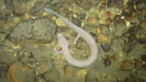 ▲「洞螈」大多數時間都生活在黑暗無光的水域中,幾年內一步都不動已經是常態。(示意圖/@SciShowKids) ▲「洞螈」大多數時間都生活在黑暗無光的水域中,幾年內一步都不動已經是常態。(示意圖/@SciShowKids)