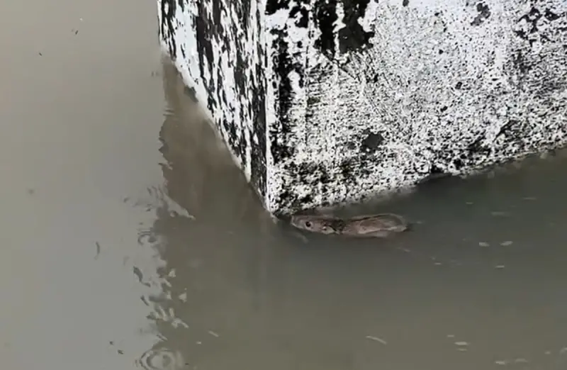 ▲嘉義各地淹水成災，就有民眾目擊有老鼠為了求生不斷向前狂游，畫面曝光隨即在網路上掀起討論。（圖／Threads@y_s_h0802授權提供）