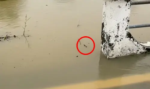 老鼠賣力向前狂游終於離開原地,但牠後續面臨的是一整片被淹成池塘的道路。(圖/Threads@y_s_h0802授權提供) ▲老鼠賣力向前狂游終於離開原地,但牠後續面臨的是一整片被淹成池塘的道路。(圖/Threads@y_s_h0802授權提供)