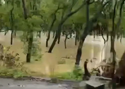 嘉義太保區的秘境景點「魚寮落雨松森林」受到今日豪雨影響也出現積淹水慘況,大樹底部被泡在泥水中,樹林一片全是泥水。(圖/網友Yang Shu Hua授權提供) ▲嘉義太保區的秘境景點「魚寮落雨松森林」受到今日豪雨影響也出現積淹水慘況,大樹底部被泡在泥水中,樹林一片全是泥水。(圖/網友Yang Shu Hua授權提供)