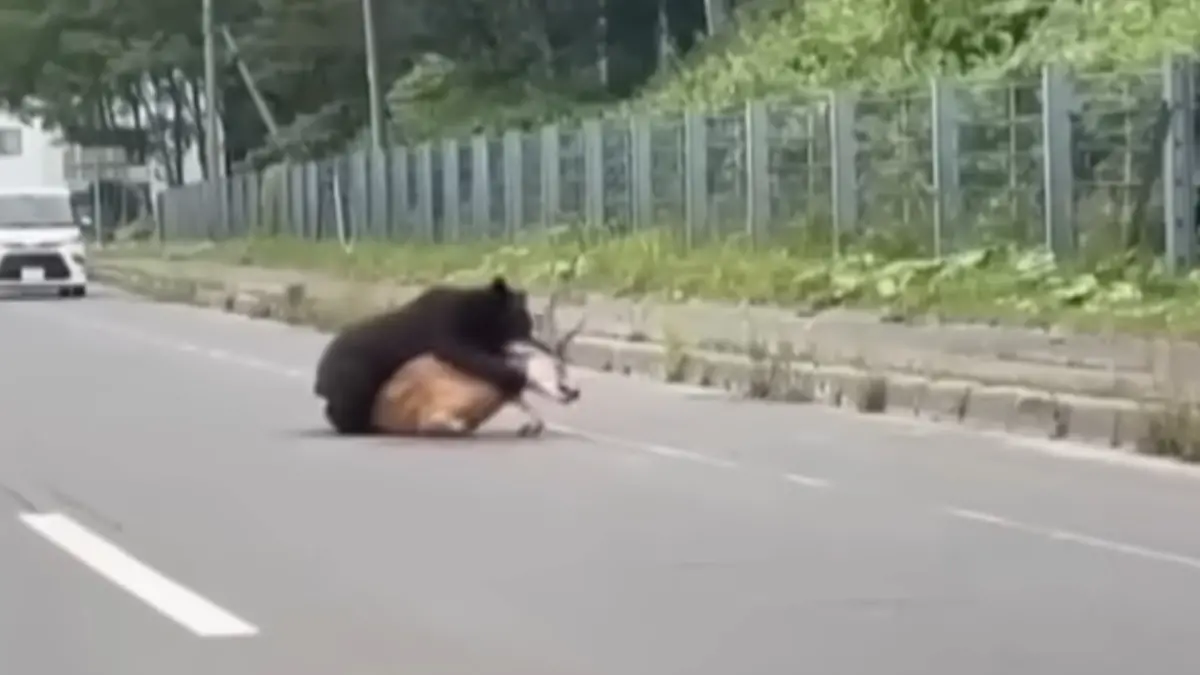 ▲日本北海道羅臼町出現棕熊在國道上獵捕活鹿的景象。（圖／翻攝自北海道ニュースUHB）