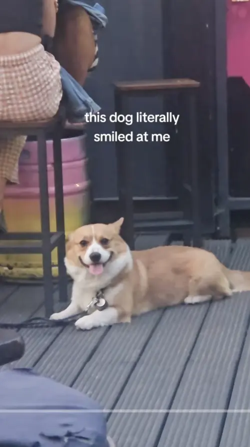 ▲(圖/翻攝自TikTok) ▲(圖/翻攝自TikTok)