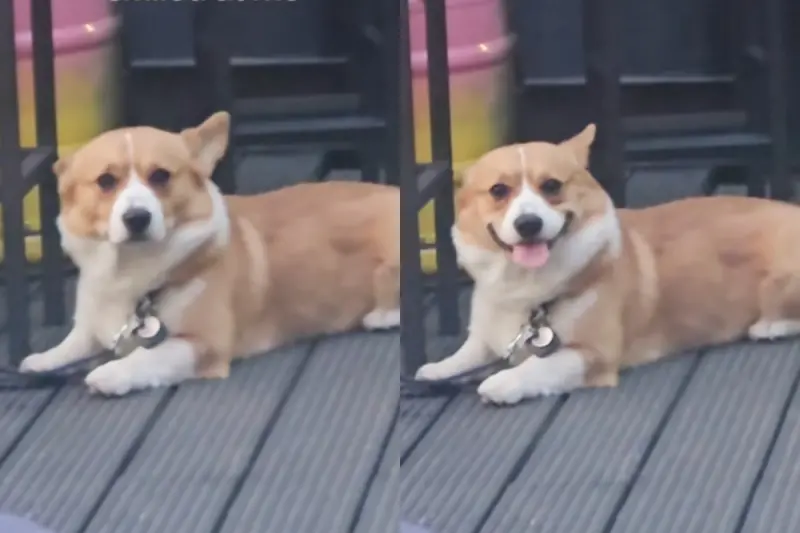▲國外一名女子在戶外用餐時，意外與一隻柯基對上眼，沒想到狗狗立刻回以一個超萌笑容，讓她瞬間被電暈。（圖／翻攝自TikTok）