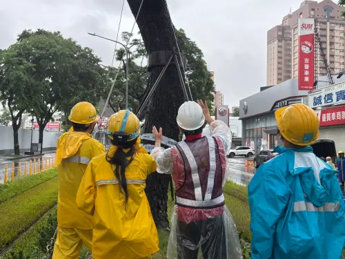 ▲輕軌沿線包括小葉欖仁在內的喬木皆無傾倒、斷裂或鬆動等異常情形,樹體穩固。(圖/高市府捷運局提供) ▲輕軌沿線包括小葉欖仁在內的喬木皆無傾倒、斷裂或鬆動等異常情形,樹體穩固。(圖/高市府捷運局提供)