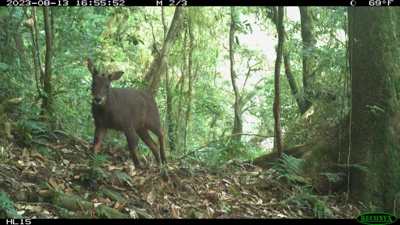 ▲台大實驗林攜手森崴能源子公司元杉森林，固定攝影機拍攝到山羊。（圖／森崴能源提供）