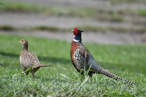 ▲森林護管員要協助野生動物及棲地保護。圖為環頸雉（𝙋𝙝𝙖𝙨𝙞𝙖𝙣𝙪𝙨 𝙘𝙤𝙡𝙘𝙝𝙞𝙘𝙪𝙨 𝙛𝙤𝙧𝙢𝙤𝙨𝙖𝙣𝙪𝙨）國內紅皮書｜極危（CR, Critically Endangered）。（圖／林業及自然保育署台中分署提供）