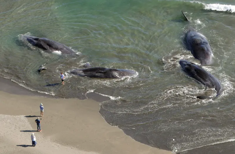 日本海嘯警報！千葉4頭巨鯨擱淺沙灘　海浪拍打毫無動靜