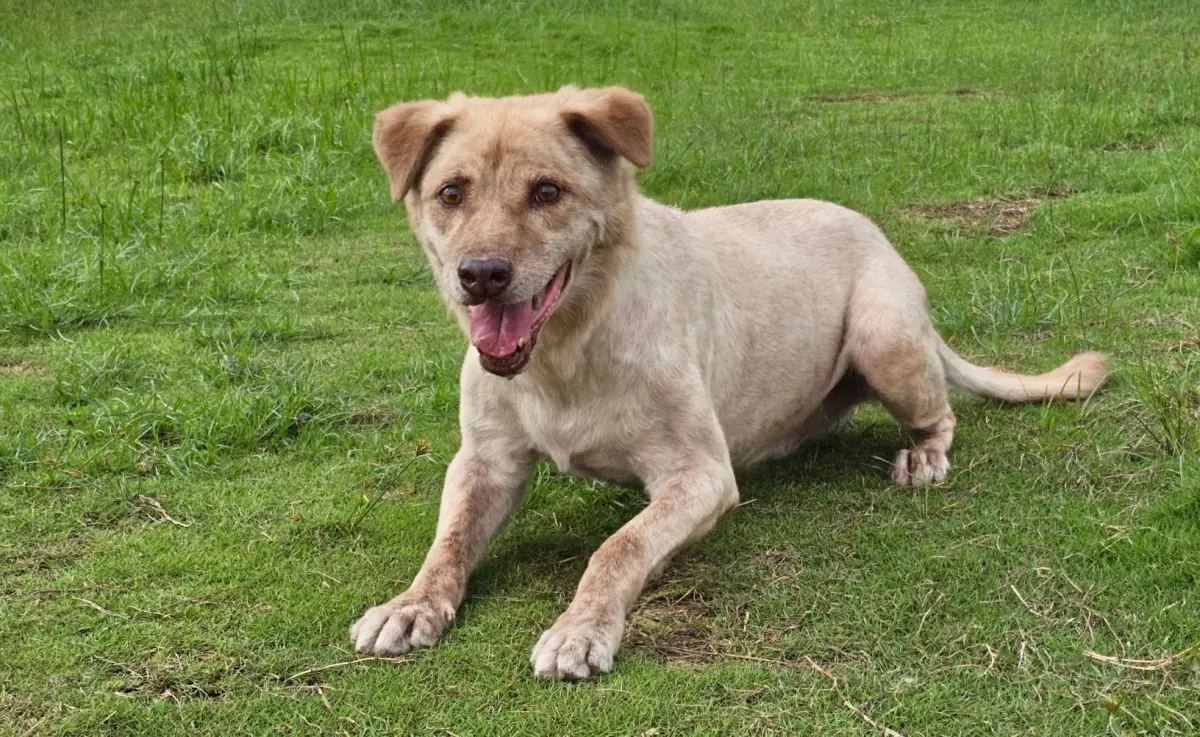 ▲新竹市犬「棕棕」遭送回動物收容所。（圖／新竹市府提供）