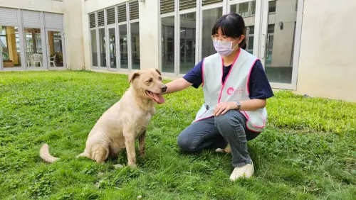 ▲新竹市犬「棕棕」遭送回動物收容所。(圖/新竹市府提供) ▲新竹市犬「棕棕」遭送回動物收容所。(圖/新竹市府提供)