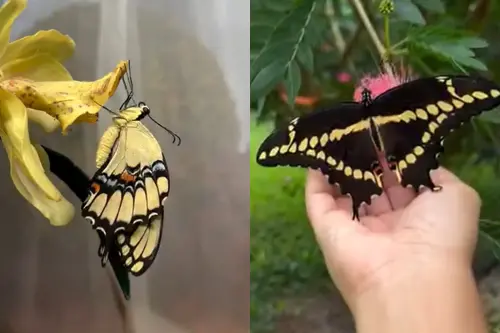 (圖/instagram@talalovesyou) ▲(圖/instagram@talalovesyou)