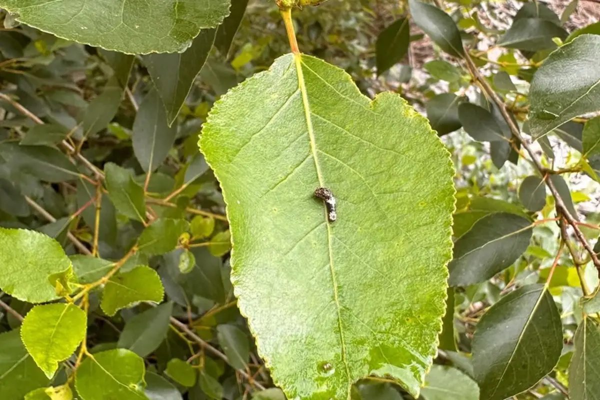 ▲美國有女子在葉子發現鳥屎突然動了，帶回家細心照料發現其真面目來頭不小，讓許多人大讚「根本撿到寶」。（圖／instagram@santaclarariver）