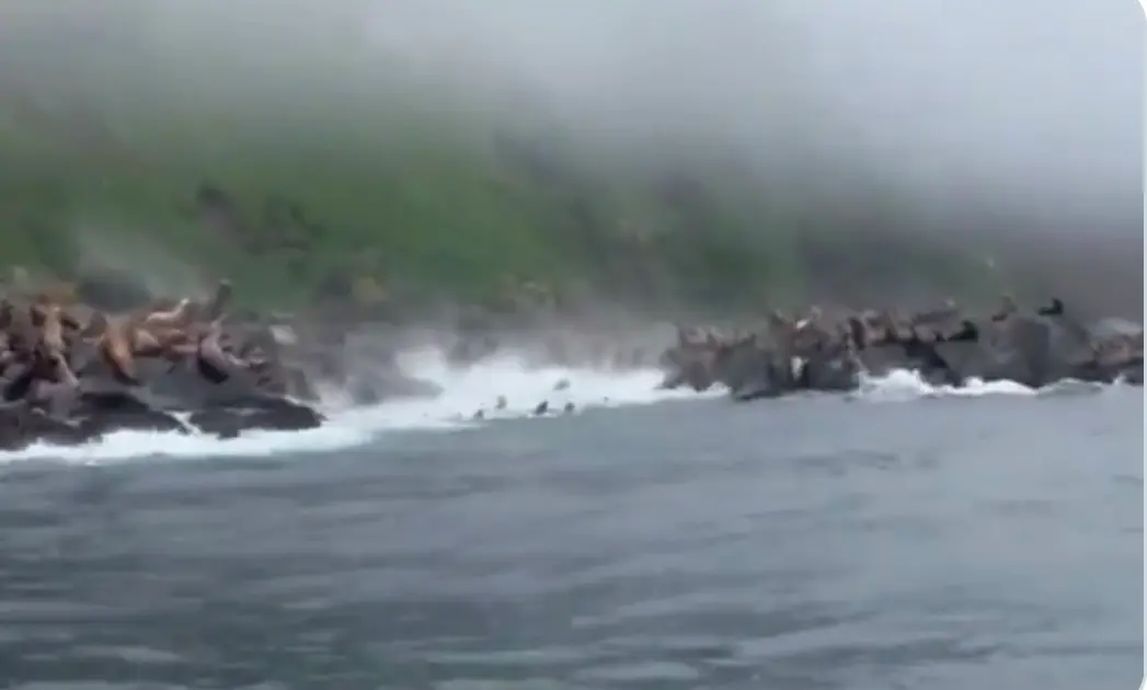 ▲俄羅斯規模8.8地震，造成千島群島土石崩落，北海獅群集體跳海。（圖／翻攝自X)