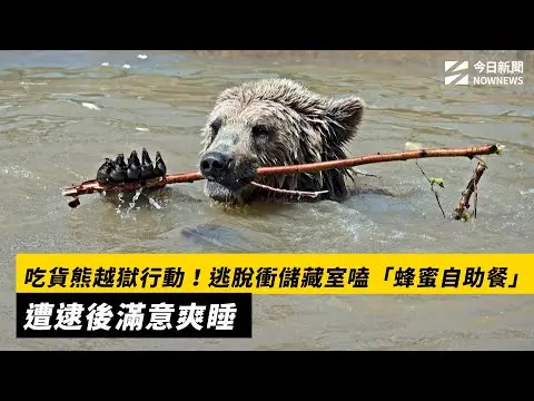 吃貨熊越獄行動！逃脫衝儲藏室嗑「蜂蜜自助餐」　遭逮後滿意爽睡｜NOWNEWS #cc字幕