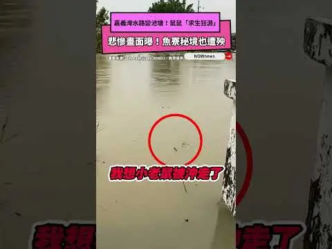 嘉義淹水路變池塘！鼠鼠「求生狂游」悲慘畫面曝　魚寮秘境也遭殃｜NOWNEWS