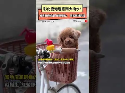 彰化鹿港遇豪雨大淹水！紅貴賓奶奶搭「塑膠箱船」　淡定巡視災情｜NOWNEWS
