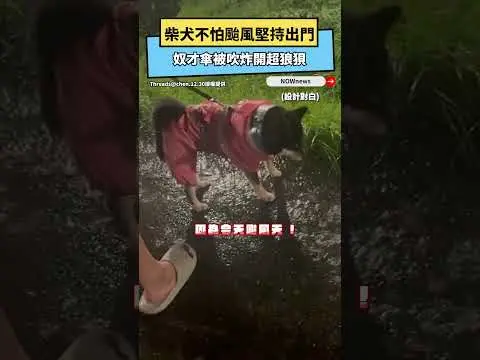 柴犬不怕颱風堅持出門　奴才傘被吹炸開超狼狽｜NOWNEWS