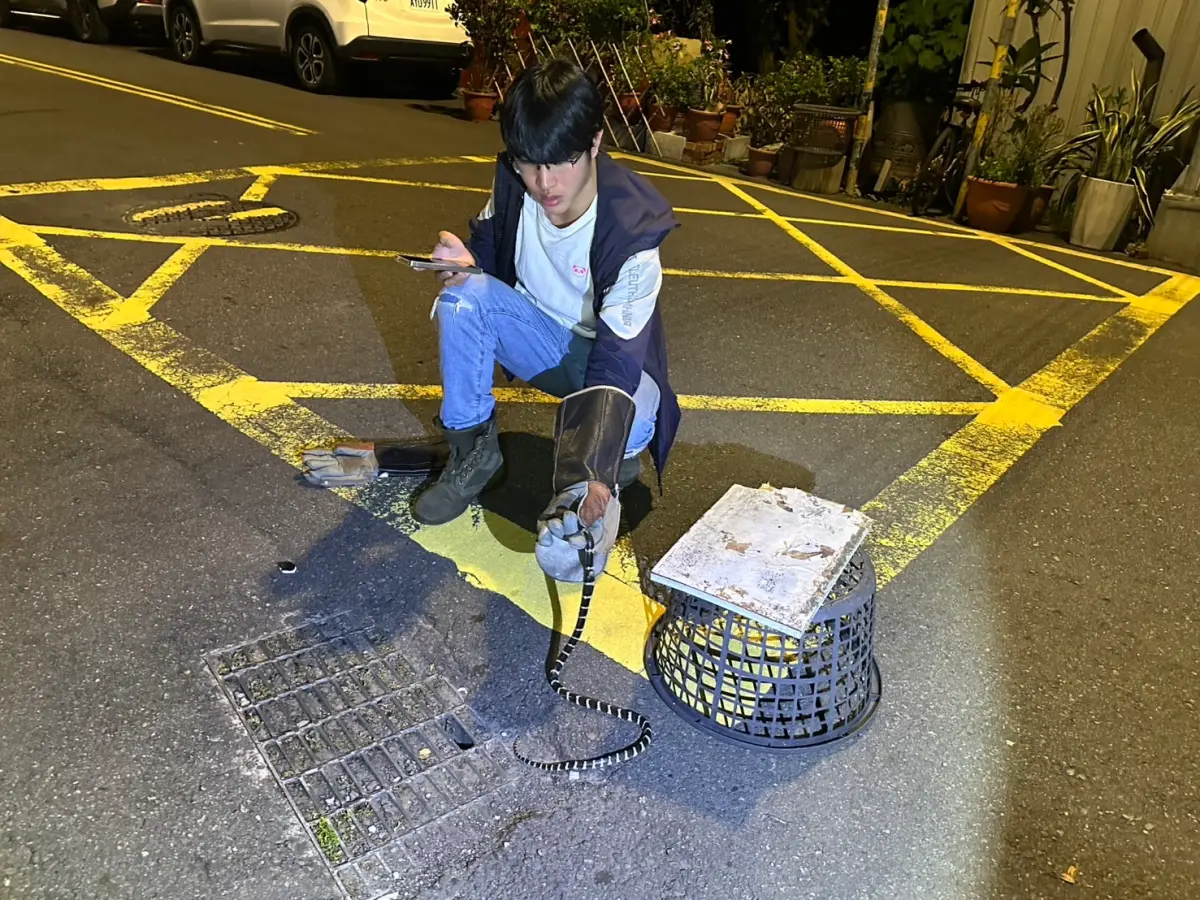 ▲霧峰光明街出現毒蛇「雨傘節」蹤影(圖／本鄉里長提供2025.8.1)