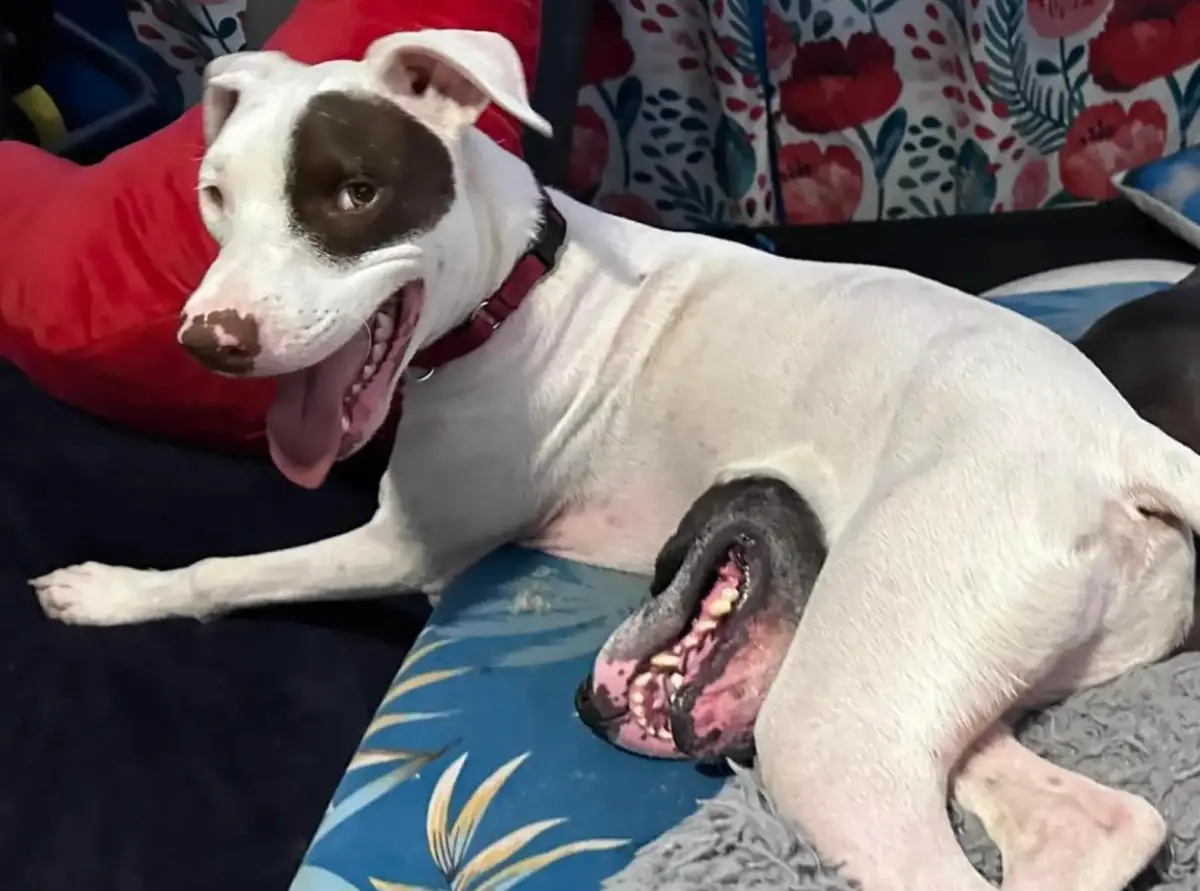 ▲近日網路上流傳一張長著巨嘴的白狗照片，萬人嚇壞不斷轉傳，但真相近日終於曝光，意外發現這張圖真的沒有修圖。（圖／翻攝自The Dodo）