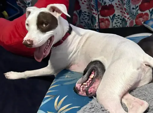 白狗肚子突然長出巨嘴！萬人嚇壞瘋傳　真相超意外：完全沒修圖
