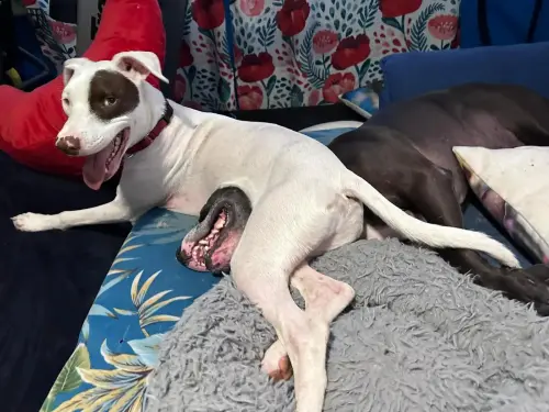 ▲（圖／翻攝自The Dodo）