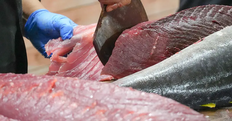 ▲美食展今（8/1）盛大開幕，現場展演50公斤鮪魚解剖秀。（圖/短新聞提供）