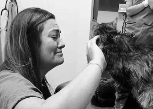 貓咪走失13年重逢主人！用盡最後力氣撒嬌　到家就離世：沒遺憾了
