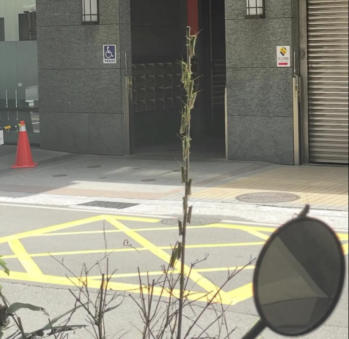 ▲新北近日被蝗蟲、蚱蜢大軍侵襲，圖為馬路上一根樹枝就停滿逾10隻蝗蟲。（圖╱取自臉書社團路上觀察學院）