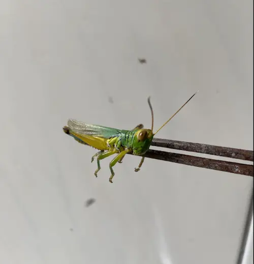 網友在社團反映自己在新北公廁就抓到一隻蝗蟲。(圖╱取自臉書社團報廢公社) ▲網友在社團反映自己在新北公廁就抓到一隻蝗蟲。(圖╱取自臉書社團報廢公社)