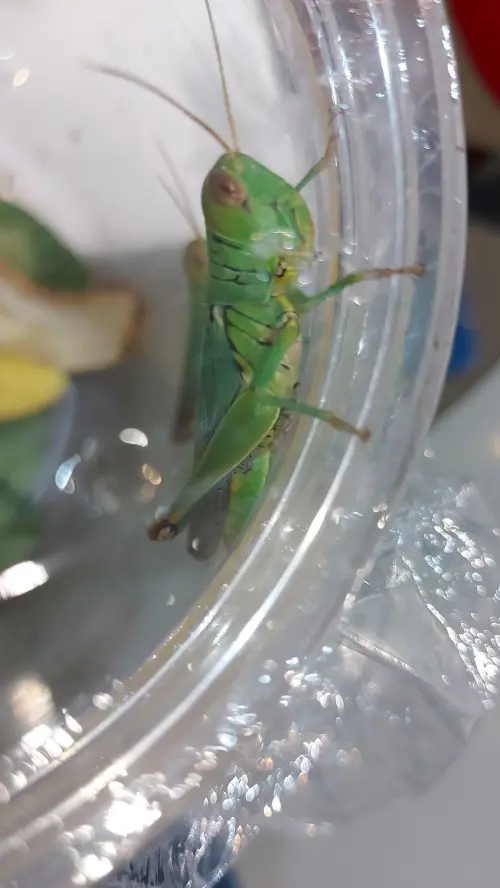 網友說自己在中和就抓到5隻蝗蟲。(圖╱取自臉書社團爆廢公社) ▲網友說自己在中和就抓到5隻蝗蟲。(圖╱取自臉書社團爆廢公社)