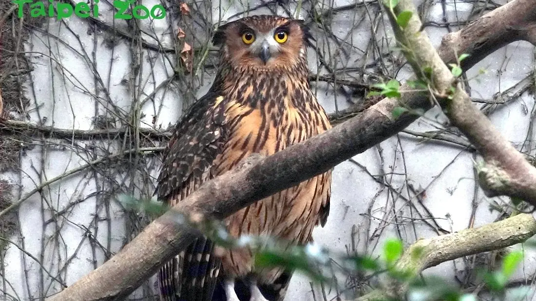 ▲8月4日是「國際貓頭鷹意識日」，呼籲大眾增進對貓頭鷹的教育知識，支持保護貓頭鷹。同時也是推動保育「國際雲豹日」。民眾可於暑假週六夜遊台北市立動物園動物園、參與「動物涼一夏」活動。（圖／翻攝自台北市立動物園官網）
