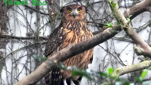 今日歷史／國際貓頭鷹意識日！動物園夜遊到9點　響應國際雲豹日
