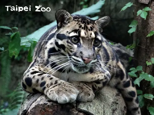 ▲台北市立動物園雲豹Suki。（圖／翻攝自台北市立動物園FB）