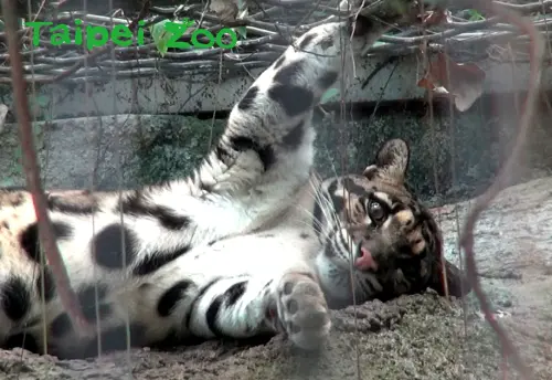 ▲台北市立動物園的戶外活動場植物茂密，遊客經常找不到雲豹Suki在那裡。（圖／翻攝自台北市立動物園FB）